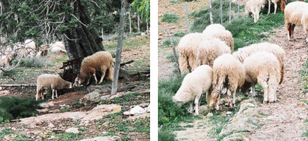 Ovella eivissenca - Or&iacute;gens