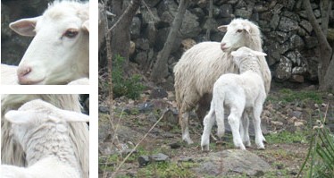 Ovella menorquina - Galeria - Imatge 01