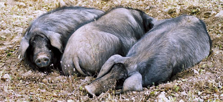 Porc negre - Car&agrave;cters generals