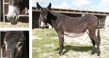 Asno balear - Galer&iacute;a - Imagen 01