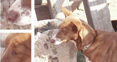 Can de conejos de Menorca - Galer&iacute;a - Imagen 01