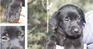 Can de ganado - Galer&iacute;a - Imagen 01