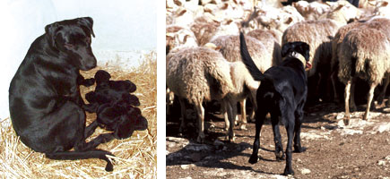 Can de ganado - Or&iacute;genes