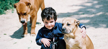 Can de toro - Datos generales