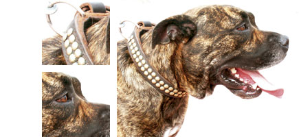 Can de toro - Galer&iacute;a - Imagen 01