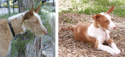 Can ibicenco - Caracter&iacute;sticas m&aacute;s destacadas