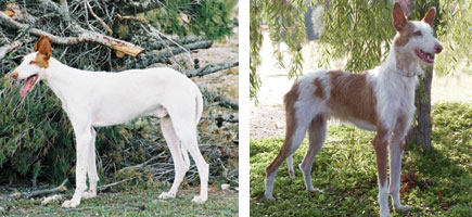 Can ibicenco - Or&iacute;genes