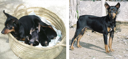 Can ratonero mallorqu&iacute;n - Caracter&iacute;sticas m&aacute;s destacadas