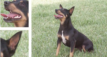 Can ratonero mallorqu&iacute;n - Galer&iacute;a - Imagen 01