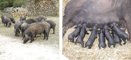 Cerdo negro - Or&iacute;genes