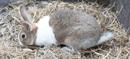 Conejo campero de Ibiza - Datos generales