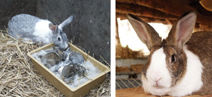 Conejo campero de Ibiza - Or&iacute;genes