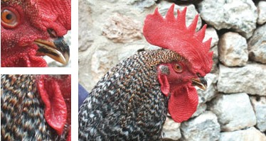 Gallina de Ibiza - Galer&iacute;a - Imagen 01