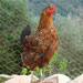 Gallina de Ibiza - Galer&iacute;a - Icono 04
