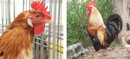 Gallina de Mallorca - Caracter&iacute;sticas m&aacute;s destacadas