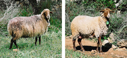 Oveja roja mallorquina - Caracter&iacute;sticas m&aacute;s destacadas
