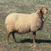 Oveja roja mallorquina - Galer&iacute;a - Icono 05