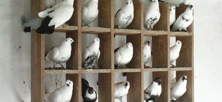 Palomo Borino - Datos generales