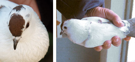 Palomo Borino - Or&iacute;genes