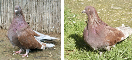 Palomo de Casta Grossa - Caracter&iacute;sticas m&aacute;s destacadas