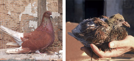 Palomo de Casta Grossa - Or&iacute;genes