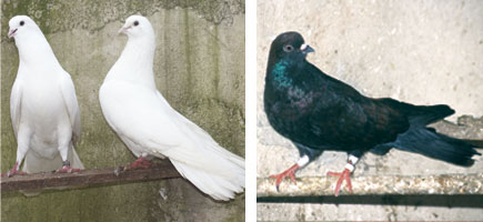 Palomo de Escampadissa - Caracter&iacute;sticas m&aacute;s destacadas