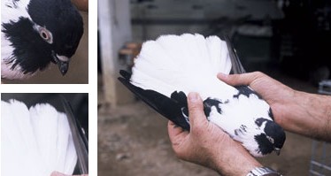 Palomo de Pinta o de Esbart - Galer&iacute;a - Imagen 01