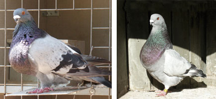 Palomo Gavatxut - Or&iacute;genes