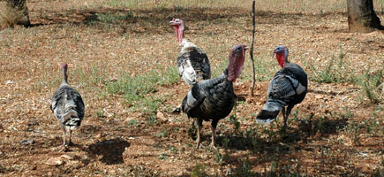 Pavo de Menorca - Datos generales