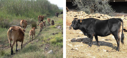 Vaca mallorquina - Or&iacute;genes