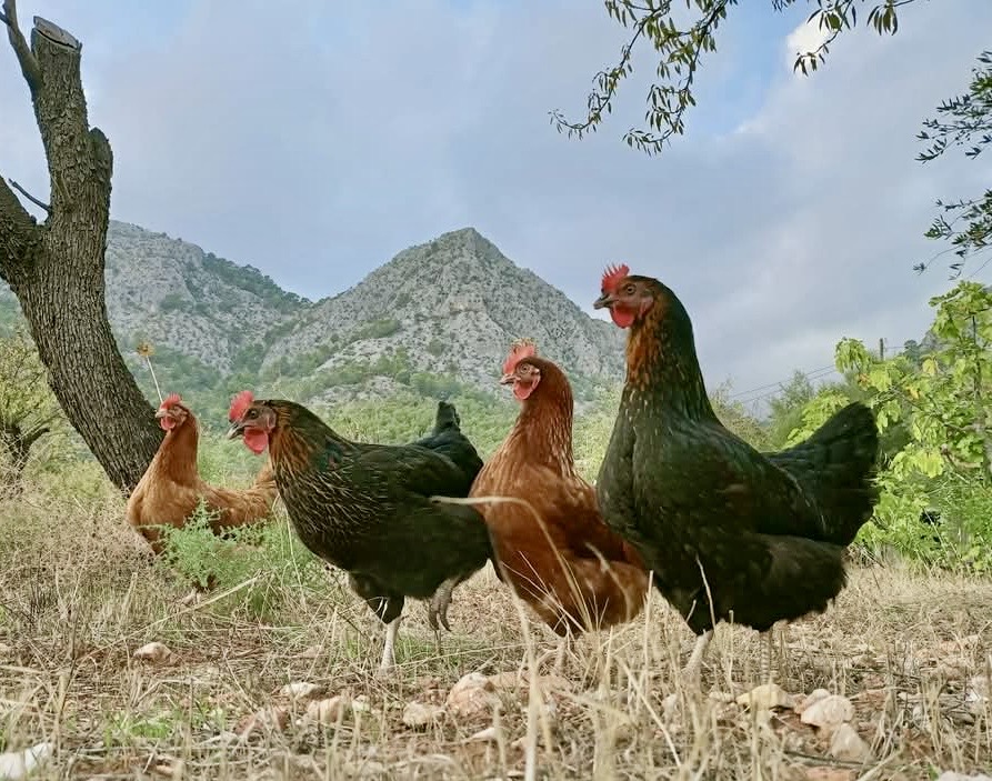 gallinas.jpg
