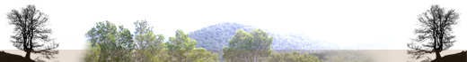 Servei de Sanitat Forestal - Cap&ccedil;alera Baixa 03.