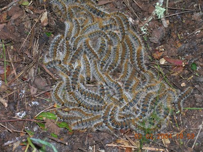 Procesionaria del pino - Colonia de orugas enterr&aacute;ndose a principios de febrero.