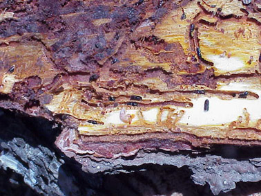 Perforadores del pino - Adultos en el interior de las galer&iacute;as.