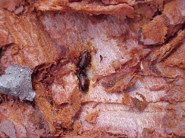 Perforadores del pino - Adultos en el interior de las galer&iacute;as.