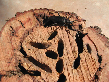 Gran capricornio - Galer&iacute;as provocadas por las larvas.