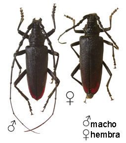 Gran capricornio - Identificaci&oacute;n de los adultos de la especie.