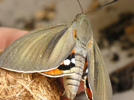 Adulto acabado de salir del capullo.