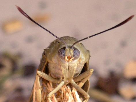 Adulto con detalle cabeza de mariposa.