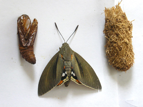 Exhuria vac&iacute;a, capullo de fibras y adulto.