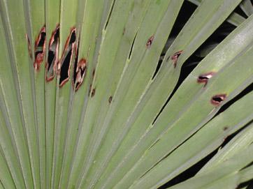 Da&ntilde;os en las hojas