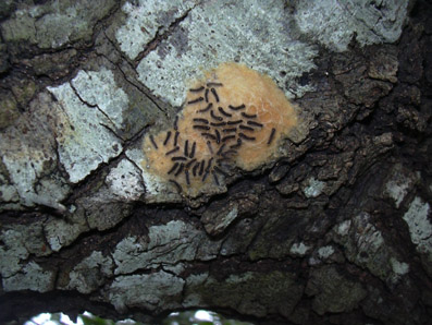 Oruga peluda de la encina - Orugas reci&eacute;n nacidas y salidas del capullo sedoso (fase  espejo).