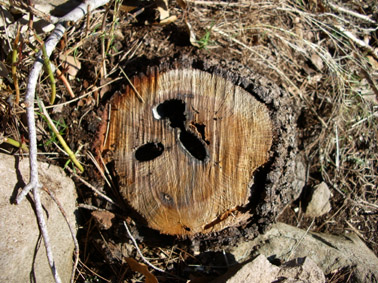 Gran capricornio - Galer&iacute;as.