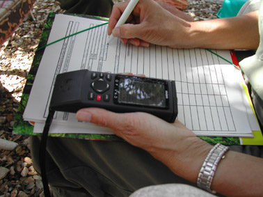 La procesionaria del pino - Detecci&oacute;n e identificaci&oacute;n de murci&eacute;lagos, excelentes controladores de procesionaria.