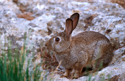 Da&ntilde;os bi&oacute;ticos - Conejo.