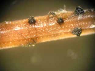 Enfermedades forestales - Sphaeropsis sapinea