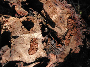 Gran capricornio - Galer&iacute;as llenas de serr&iacute;n generado por los adultos al emerger.