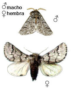 Procesionaria del pino - Identificaci&oacute;n del macho y la hembra adultos de la especie.