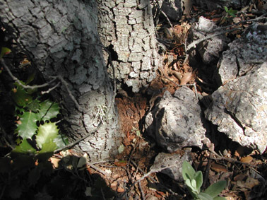 Gran capricornio - Serr&iacute;n que indica la salida de los adultos.