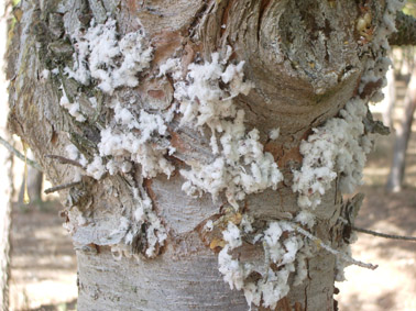 Otras plagas forestales - Primeros ataques de Paleococcus fuscipennis en Mallorca.